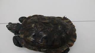 A 16yearold redeared slider stopped eating pellets for 7 days Why [upl. by Adamski619]