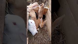 Одинтри rabbitry bunny rabbitfood wildlife rabbitfarming кролики farming rabbitbreeds [upl. by Acilegna829]