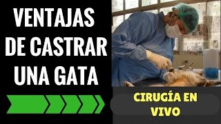 🔴VENTAJAS de CASTRAR o ESTERILIZAR a tu GATA 👉 CIRUGÍA en VIVO 👈 ✳️ [upl. by Nallad]