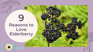 9 Reasons to Love Elderberry [upl. by Nalyk]