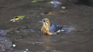 orange headed ground thrush [upl. by Yanat]