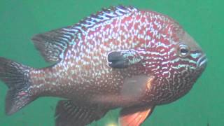 Longear Sunfish  Lepomis megalotis [upl. by Ezar540]