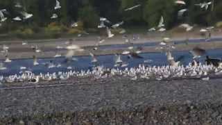 Blackbacked gulls raiding nesting colony of blackbilled gulls [upl. by Ggerg]