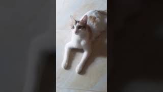 catsitting style cutecatshorts kittycat Rimis Vlogs 1992 [upl. by Lerad]