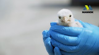 Mannok Kestrel Cam  Irelands First Live Streaming Kestrel Cam [upl. by Olimac287]