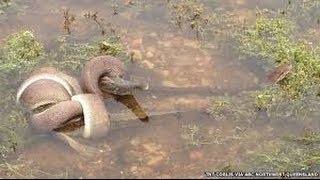 EPIC ANIMAL FIGHT  Snake EATS Crocodile in Battle at Australian Lake CRAZY IMAGES [upl. by Anahcar]