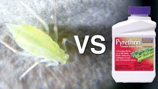 Aphid vs Pyrethrin [upl. by Adkins]