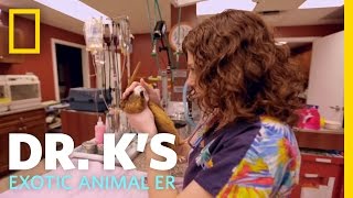 Meet Dr Thielen  Dr Ks Exotic Animal ER [upl. by Annenn627]