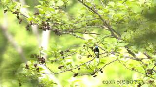 オオルリ 鳴き声 渓流でさえずり 美しい日本の野鳥 6月上旬 [upl. by Hadley87]