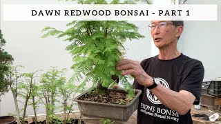 Creating a Dawn Redwood Bonsai  Part 1 [upl. by Avir843]