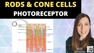 Rods and Cone cells Photoreceptors in the human retina Alevel Biology Nervous System [upl. by Ellivro524]