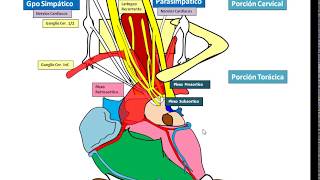 Inervacion del Corazon [upl. by Ymled]