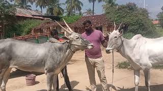 Race Hallikar cow amp Breeding Cow belongs to Farmer Chethan Maddegowdanadoddi Sathanur Hobli [upl. by Kraft]