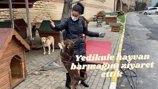 Yedikule hayvan barınağı ziyareti ve barınaktan kediköpek sahiplenme detayları [upl. by Yahiya506]