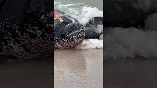 Leatherback turtle on Miami Beach the largest of all the turtles [upl. by Bromleigh]