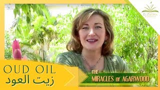 Miracles of OUD OIL from Agarwood Trees by ELAJ علاج [upl. by Arlina406]