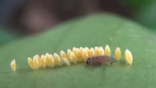 OVOS  LARVA DA JOANINHA  Meu jardim [upl. by Trepur]