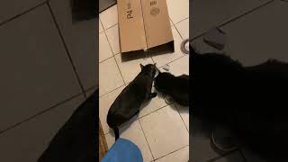 Cute Video Of Maine Kitten Size Compared to Egyptian Mau [upl. by Edson]