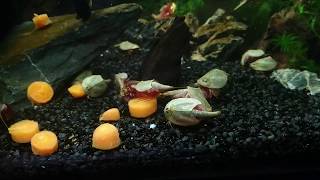 Feeding the Triops colonies with Carrots [upl. by Auqinimod969]