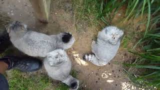 Pallas cat feeding time [upl. by Lennaj148]