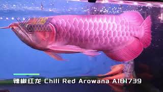 🌶 辣椒红龙 Chili Red Arowana 🌶 [upl. by Elehcor449]