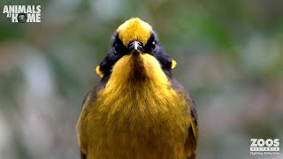 Helmeted Honeyeaters released to the wild [upl. by Uriel592]