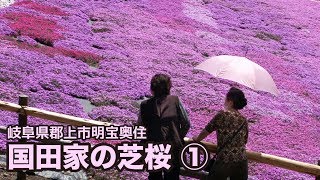 【岐阜県郡上市】明宝 国田家の芝桜 12 [upl. by Nivad382]