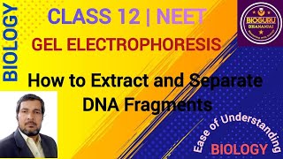 Gel Electrophoresis Process of Separation And Isolation Of DNA Fragments [upl. by Ratha]