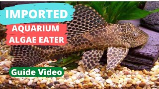 First Video On This Topic  Variety Of Pleco  How To Care 🐟😍 [upl. by Hadley]