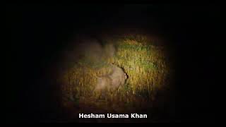 Wildboar hunting by Hesham Usama Khan [upl. by Aihtnic71]