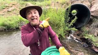 HOW TO FIND GOLD EVERYTIME IN ANY CREEK OR PLACER FIELD [upl. by Ellenoj]