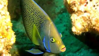 Two Blue AngelfishPomacanthus semicirculatus Cherubs Cave Moreton Island [upl. by Timoteo]