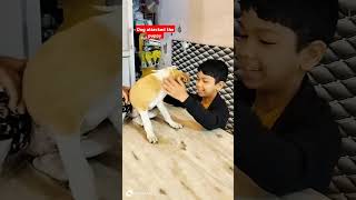 Nhi chahiye dil dikhana kisi ka Dog attacked the puppy video shortvideo puppy youtubeshort [upl. by Wanids460]