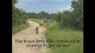 Battle at Sabi Sands Game Reserve [upl. by Juster]