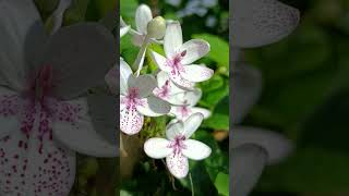 Eppadi iruntha en manasuGenelia song viral songnatureflowers viral shorts [upl. by Schild536]