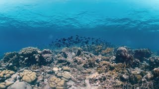 Saving Curacaos coral reefs [upl. by Nolram]