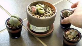 Lithops  living stones [upl. by Leinod]