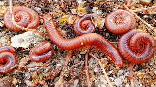 millipede millipedes babyanimals frogging animals amazingfish shortsvide birds shorts 5 [upl. by Nodnnarb]