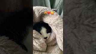 Cat purrito cat catvideos catlover hearttouching shortvideo shorts shortsvideo [upl. by Atsedom]