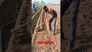 Cane planting farming sugarcane sugarplant shortvideo [upl. by Beekman]