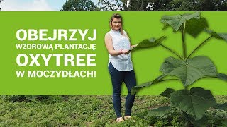 Przekonaj się jak szybko rośnie Oxytree Zobacz polską plantację drzew tlenowych [upl. by Mack]