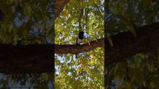 Magpie Talking birds shorts nature [upl. by Rehotsirk]