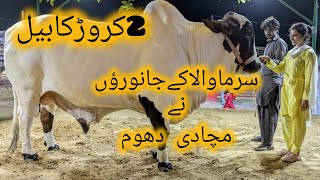 Surmawala Cattle Farm 2024  The Biggest Cattle Farm  2 Crore ka bull  Heavy Bulls [upl. by Meekar309]