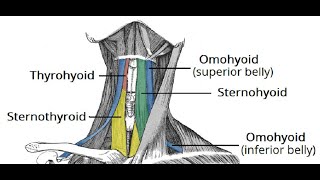 Two Minutes of Anatomy Infrahyoid Muscles [upl. by Odnala]