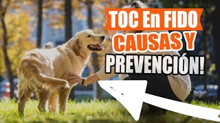 TOC En PERROS Osteocondritis disecante🐶👇 [upl. by Hoffman]