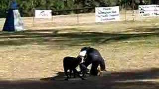 Doberman takes down Schutzhund Protection Helper [upl. by Eolcin]