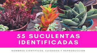 55 SUCULENTAS IDENTIFICADAS  Nombres científicos cuidados y reproducción [upl. by Ethelinda]