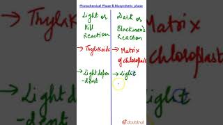 Photochemical Phase and Biosynthetic Phase [upl. by Alyos]