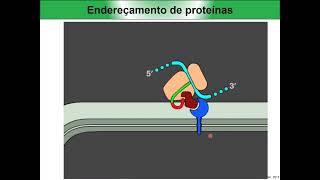 Endereçamento de proteínas transporte transmembrana [upl. by Sonstrom]