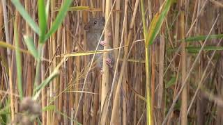 Wanderratte  Brown Rat  Rattus norvegicus [upl. by Amena]